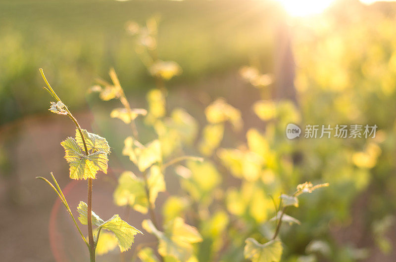 Macro flare bokeh sun黄藤葡萄园植物绿色生机勃勃